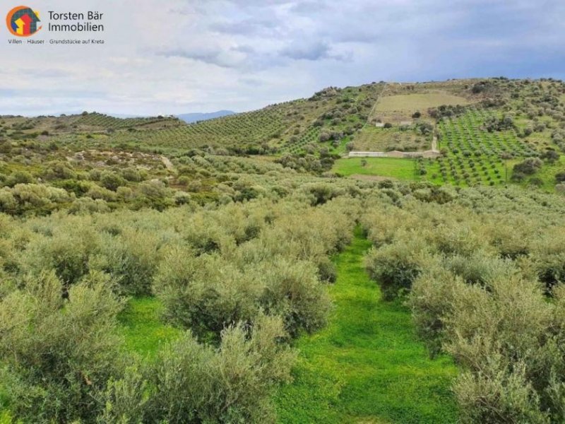 Agia Galini Kreta, Ag. Galini Olivenhain 130.000 m². Grundstück kaufen